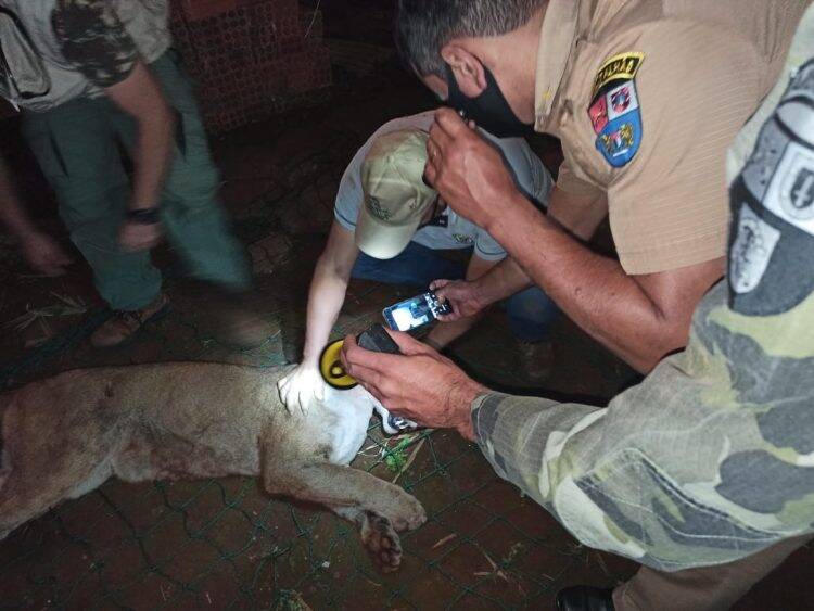 Onça parda é capturada em porão de residência, em Quedas do Iguaçu