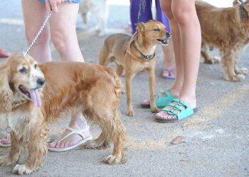 Certificação digital autoriza viagem de animais domésticos à Argentina