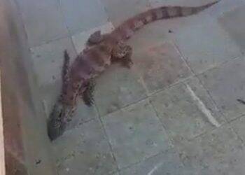 Filhote de jacaré é flagrado em piscina em hotel de Puerto Iguazú