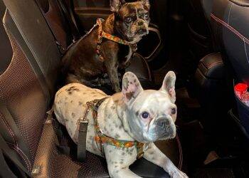 Detran orienta sobre forma correta de transportar animais