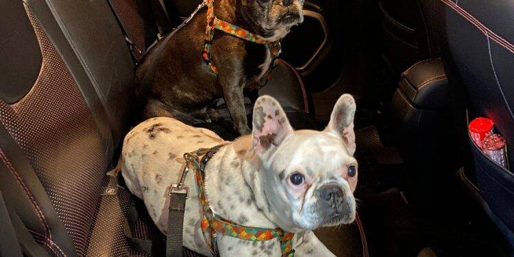 Detran orienta sobre forma correta de transportar animais