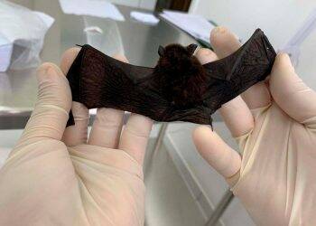 CCZ faz alerta para caso positivo de raiva em morcego