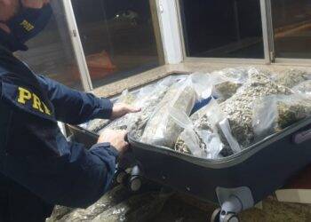 No fim de semana, PRF apreende 297 quilos de maconha e cerca de 50 mil maços de cigarro no Paraná