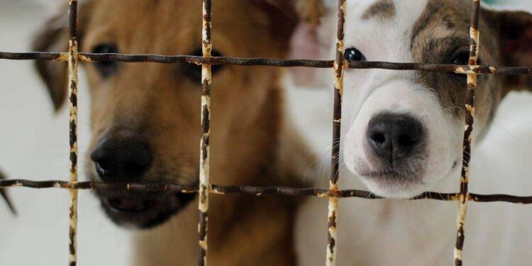 Senado aprova aumento de pena para agressores de cães e gatos