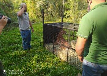 Onça parda capturada na área urbana em Quedas do Iguaçu volta para a natureza