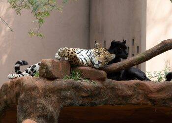 Refúgio Biológico e Ecomuseu de Itaipu reabrem com novidades para os turistas