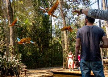 Parque das Aves tem feriado marcado pela retomada da visitação