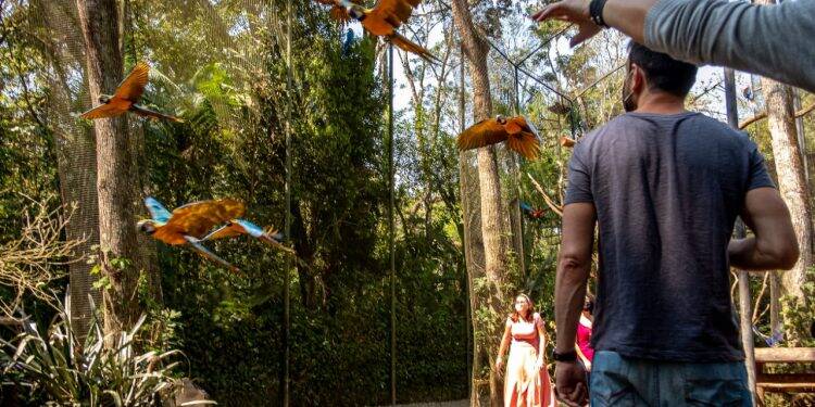 Parque das Aves tem feriado marcado pela retomada da visitação