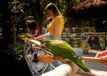 Visitantes do Parque das Aves podem alimentar periquitos no maior viveiro de aves do Brasil