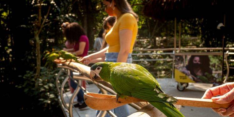 Visitantes do Parque das Aves podem alimentar periquitos no maior viveiro de aves do Brasil