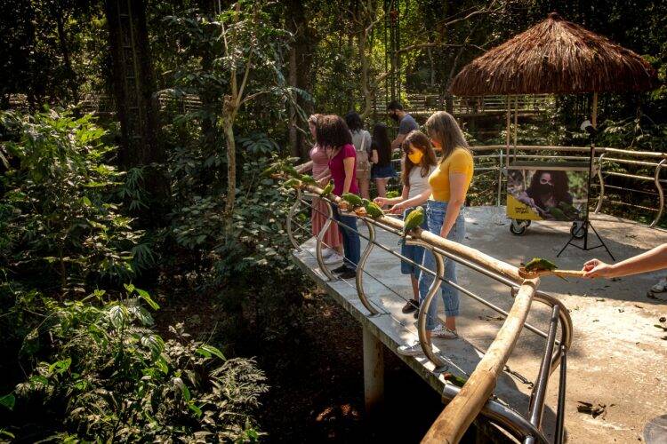 Visitantes do Parque das Aves podem alimentar periquitos no maior viveiro de aves do Brasil