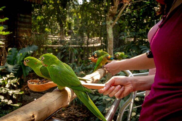 Visitantes do Parque das Aves podem alimentar periquitos no maior viveiro de aves do Brasil