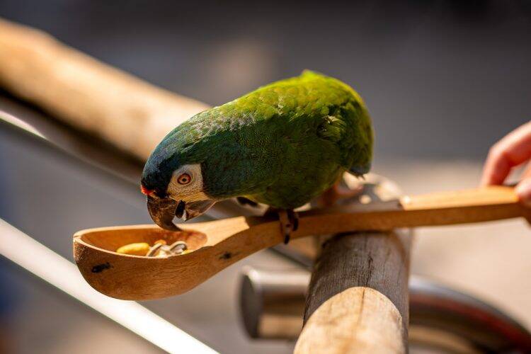 Visitantes do Parque das Aves podem alimentar periquitos no maior viveiro de aves do Brasil