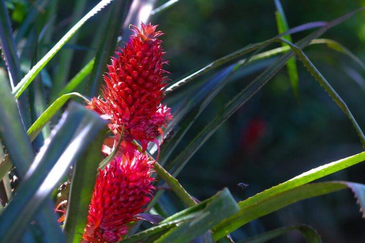 Primavera dá nova cara ao Parque Nacional do Iguaçu