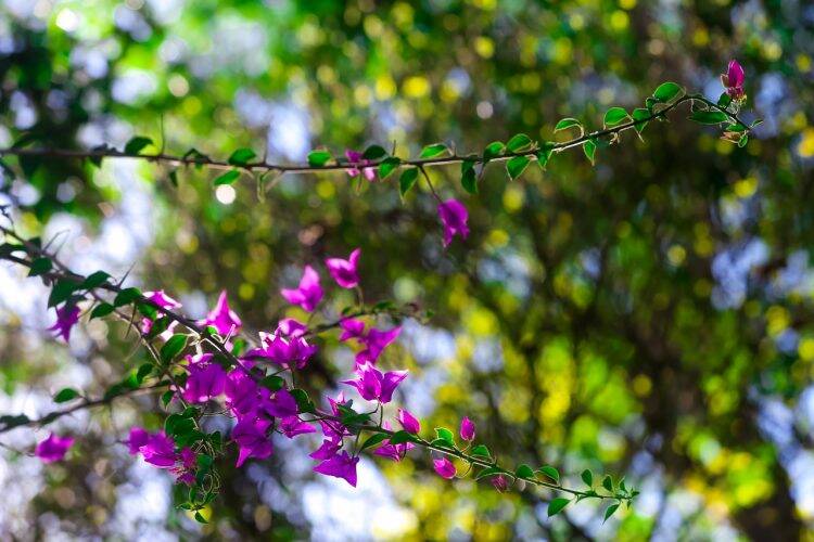 Primavera dá nova cara ao Parque Nacional do Iguaçu