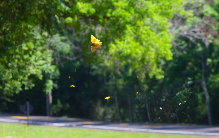 Primavera dá nova cara ao Parque Nacional do Iguaçu
