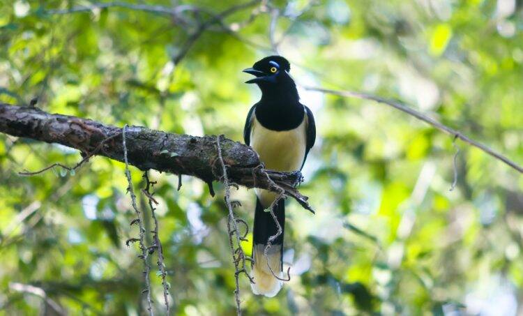 Primavera dá nova cara ao Parque Nacional do Iguaçu