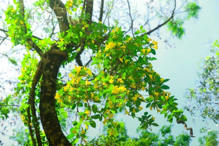 Primavera dá nova cara ao Parque Nacional do Iguaçu