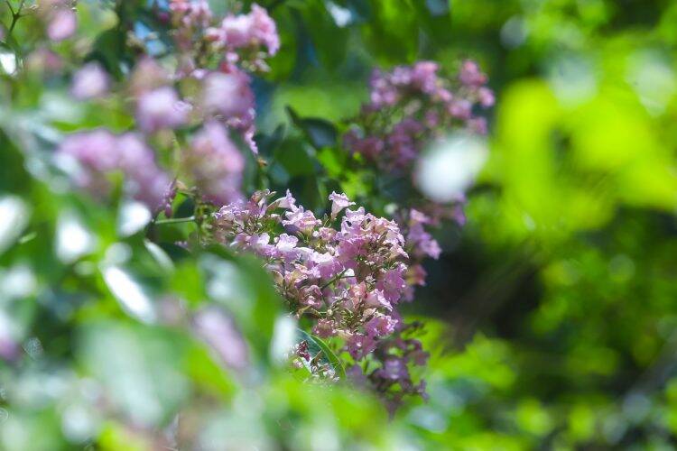 Primavera dá nova cara ao Parque Nacional do Iguaçu
