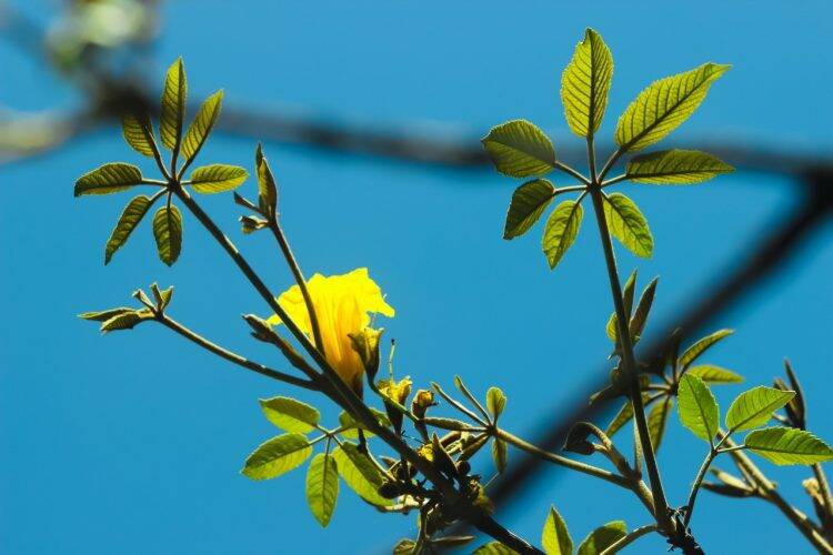 Primavera dá nova cara ao Parque Nacional do Iguaçu