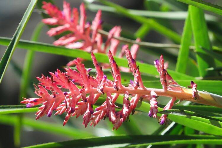Primavera dá nova cara ao Parque Nacional do Iguaçu