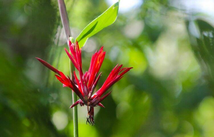 Primavera dá nova cara ao Parque Nacional do Iguaçu