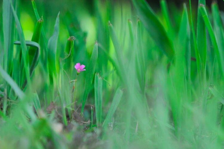 Primavera dá nova cara ao Parque Nacional do Iguaçu