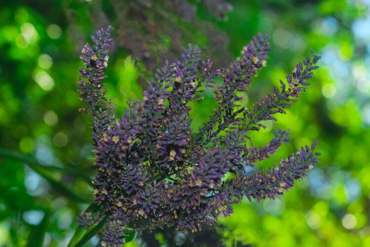 Primavera dá nova cara ao Parque Nacional do Iguaçu