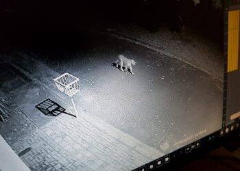 Onça parda é filmada passeando pela Vila A