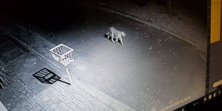 Onça parda é filmada passeando pela Vila A