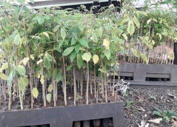 IAP distribuirá mudas de Ipês para moradores de Foz do Iguaçu nesta segunda-feira