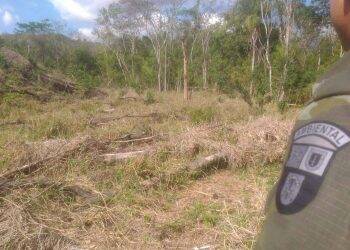 Multas por crimes ambientais somam R$ 2,5 milhões em oito dias