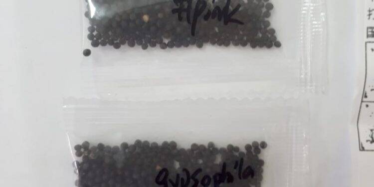 Paranaenses recebem sementes misteriosas da China e ADAPAR emite alerta