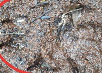 Morador registra suposta onça que pode ter atacado cavalo em Cascavel