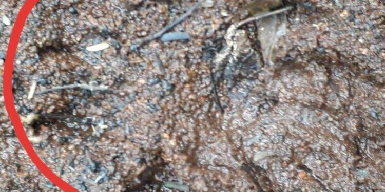 Morador registra suposta onça que pode ter atacado cavalo em Cascavel