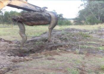 Sucuri encontrada em Santa Helena não resistiu aos ferimentos e morreu