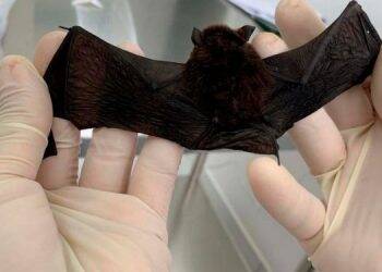 Dez morcegos foram diagnosticados com raiva em Foz do Iguaçu