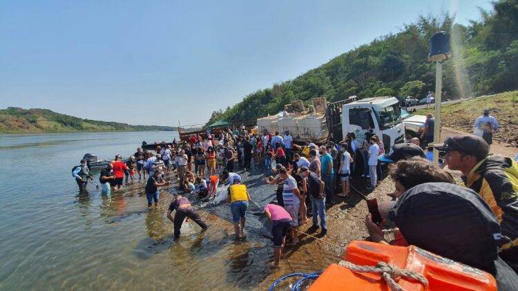 Clube de Pesca Maringá solta 30 mil alevinos no Rio Paraná