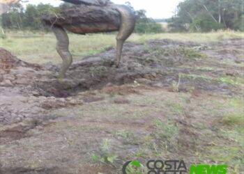 Produtor rural de Santa Helena encontra Sucuri em escavação