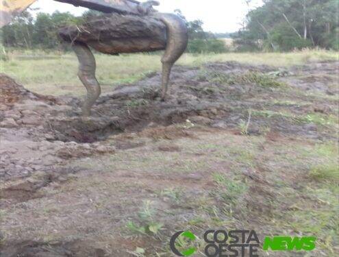 Produtor rural de Santa Helena encontra Sucuri em escavação