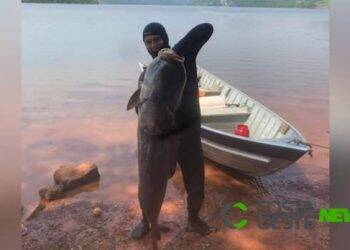 Pescador captura carpa cabeçuda de 70 quilos na região Oeste