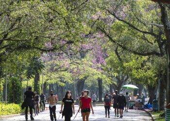 Plataformas orientam eleitores e prefeitos sobre agenda ambiental