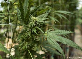 Argentina legaliza cultivo de maconha medicinal para uso próprio