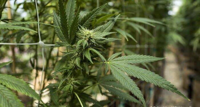 Argentina legaliza cultivo de maconha medicinal para uso próprio