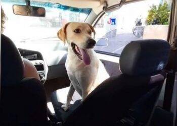 Candidato a vereador suspeito de estuprar cadela é encontrado morto