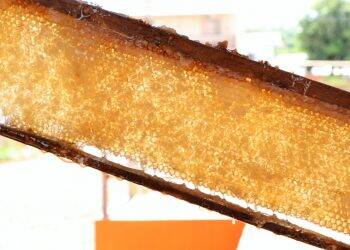 Safra de mel inicia com resultados positivos na região Oeste do Paraná