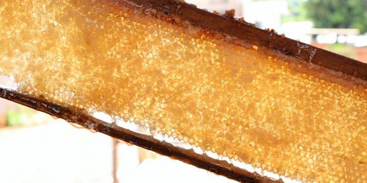 Safra de mel inicia com resultados positivos na região Oeste do Paraná
