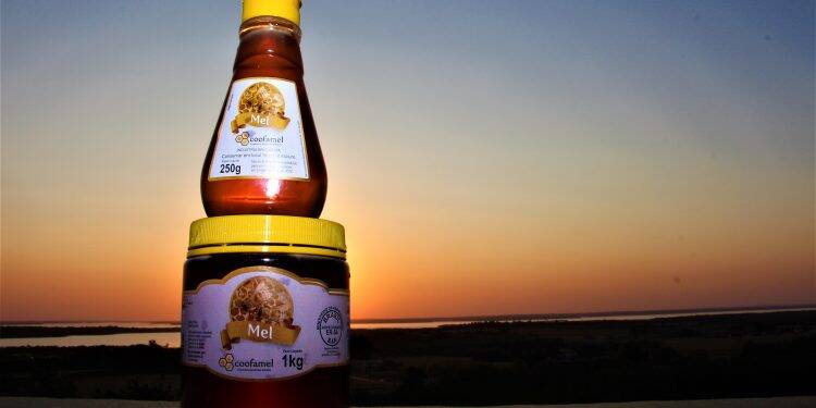 Preço do mel alcança alta histórica na região Oeste do Paraná