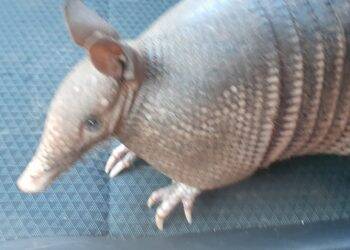 Tatu é socorrido com ferimentos leves durante incêndio na Vila Adriana que atingiu 7 residências