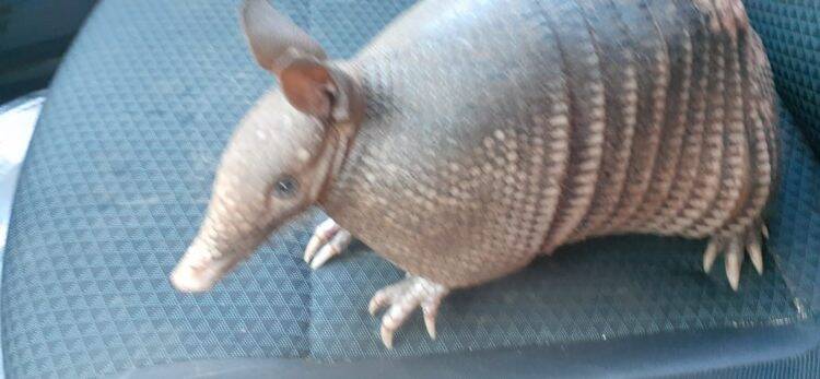 Tatu é socorrido com ferimentos leves durante incêndio na Vila Adriana que atingiu 7 residências